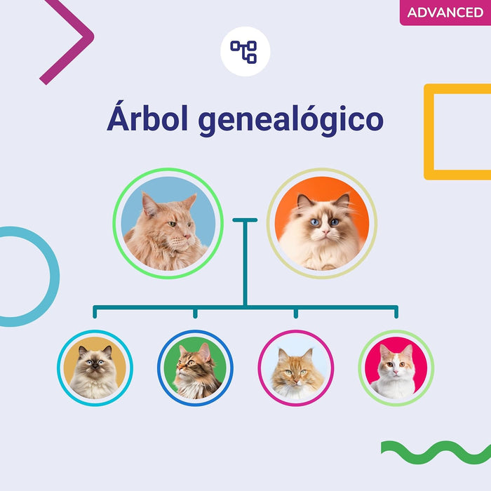 Teste ADN / DNA para Gatos - 150+ Relatórios de Raça, Saúde e Traços Físicos - PetDoctors - Loja Online