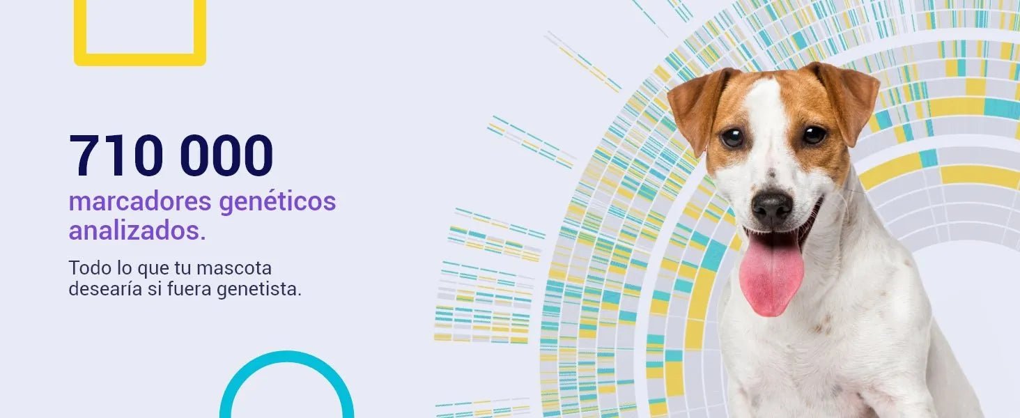 Teste DNA para Cães Advanced - (+ 150 relatórios de corrida, saúde e traços) - atualizações sem custo - PetDoctors - Loja Online
