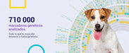 Teste DNA para Cães Advanced - (+ 150 relatórios de corrida, saúde e traços) - atualizações sem custo - PetDoctors - Loja Online