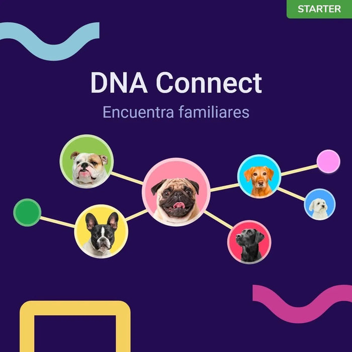 Teste DNA para Cães Starter - (Relatórios de raças e características) - atualizações sem custo - PetDoctors - Loja Online