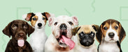 Teste DNA para Cães Starter - (Relatórios de raças e características) - atualizações sem custo - PetDoctors - Loja Online