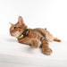 Tickless Cat Gold - Repelente Ultrasónico de Carraças e Pulgas - Para Gatos - Recarregável - PetDoctors - Loja Online