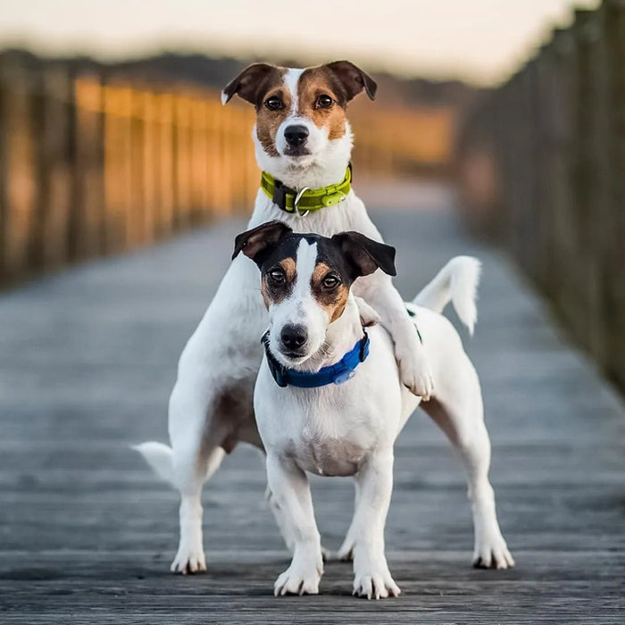 Tickless & Coleira JK9 - Repelente de Pulgas e Carraças Ultrasónico - Recarregável - Verde Néon - PetDoctors - Loja Online