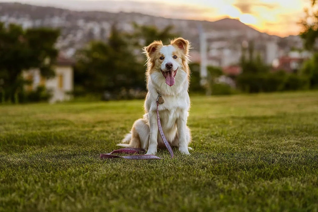 Tickless EcoPet - Repelente Ultrasónico de Carraças e Pulgas - para cães, natural, biodegradável e livre de produtos químicos - Castanho - PetDoctors - Loja Online