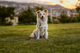 Tickless EcoPet - Repelente Ultrasónico de Carraças e Pulgas - para cães, natural, biodegradável e livre de produtos químicos - Castanho - PetDoctors - Loja Online