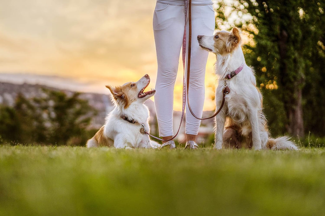 Tickless EcoPet - Repelente Ultrasónico de Carraças e Pulgas - para cães, natural, biodegradável e livre de produtos químicos - Castanho - PetDoctors - Loja Online