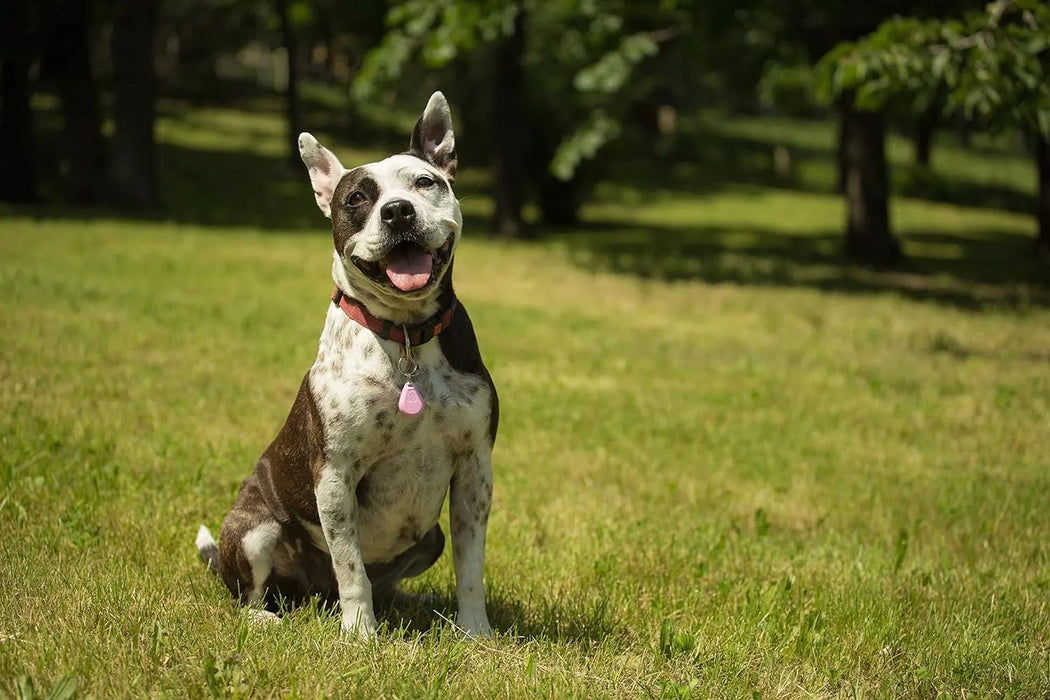Tickless Repelente Ultrasónico de Pulgas e Carraças - até 12 meses de proteção sem produtos tóxicos - Côr Rosa - PetDoctors - Loja Online