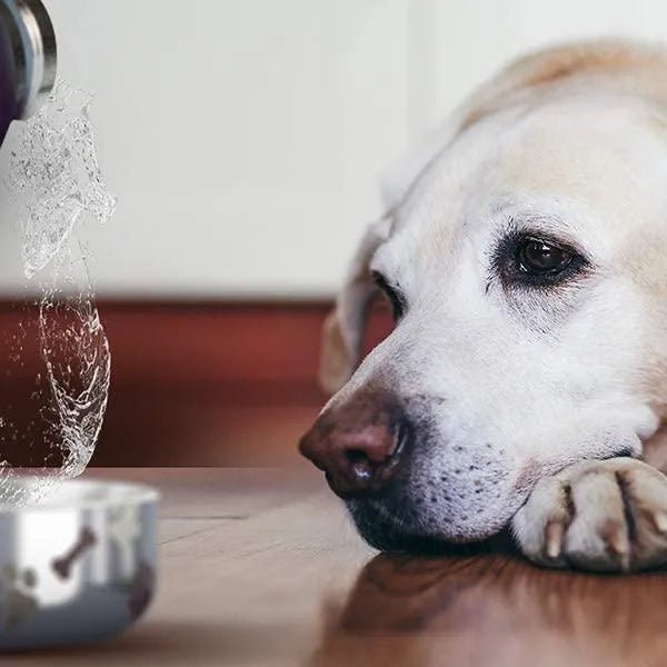 Tigela Bebedouro / Comedouro para Cão com Garrafa Isolada de Aço Inoxidável de 1 litro - PetDoctors - Loja Online