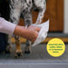 Toalhetes hipoalergénicas para cães, para limpar e remover odores em cachorros e cães adultos - PetDoctors - Loja Online