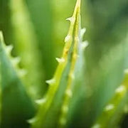 Toalhetes para os ouvidos de cães e gatos. Limpam, acalmam e desodorizam com ingredientes ativos naturais, aloé vera, hamamelis, óleo da árvore do chá e extrato de camomila azul - PetDoctors - Loja Online