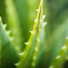 Toalhetes para os ouvidos de cães e gatos. Limpam, acalmam e desodorizam com ingredientes ativos naturais, aloé vera, hamamelis, óleo da árvore do chá e extrato de camomila azul - PetDoctors - Loja Online
