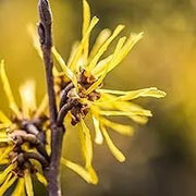 Toalhetes para os ouvidos de cães e gatos. Limpam, acalmam e desodorizam com ingredientes ativos naturais, aloé vera, hamamelis, óleo da árvore do chá e extrato de camomila azul - PetDoctors - Loja Online