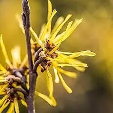 Toalhetes para os ouvidos de cães e gatos. Limpam, acalmam e desodorizam com ingredientes ativos naturais, aloé vera, hamamelis, óleo da árvore do chá e extrato de camomila azul - PetDoctors - Loja Online