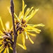 Toalhetes para os ouvidos de cães e gatos. Limpam, acalmam e desodorizam com ingredientes ativos naturais, aloé vera, hamamelis, óleo da árvore do chá e extrato de camomila azul - PetDoctors - Loja Online