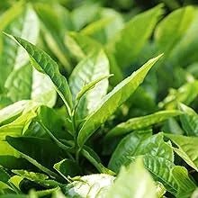 Toalhetes para os ouvidos de cães e gatos. Limpam, acalmam e desodorizam com ingredientes ativos naturais, aloé vera, hamamelis, óleo da árvore do chá e extrato de camomila azul - PetDoctors - Loja Online