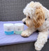 Toalhetes para os ouvidos de cães e gatos. Limpam, acalmam e desodorizam com ingredientes ativos naturais, aloé vera, hamamelis, óleo da árvore do chá e extrato de camomila azul - PetDoctors - Loja Online