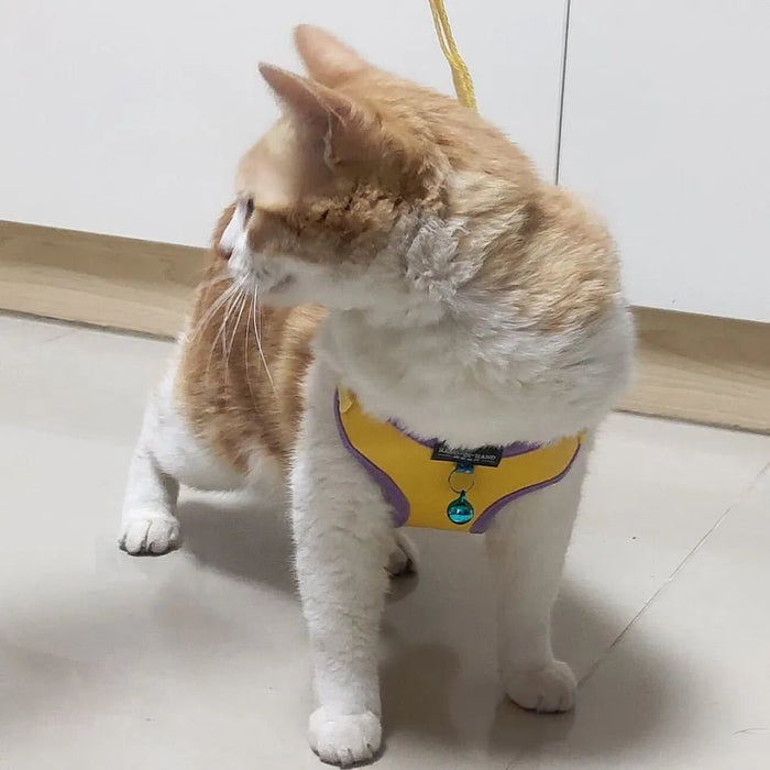 Trela e Peitoral para Gatos e Cães de Raças Pequenas - PetDoctors - Loja Online