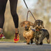 Trela em Cabedal para 2 Cães em simultâneo - PetDoctors - Loja Online