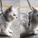 Trela / Peitoral Ajustável para Gatos - PetDoctors - Loja Online