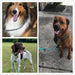 Trela tipo "slip rope", 2 em 1, ajustável, para Cães Médios e Grandes - PetDoctors - Loja Online