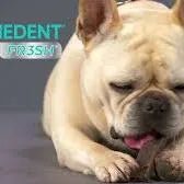 VIRBAC VEGGIEDENT FR3SH L (15 Barras) - PetDoctors - Loja Online