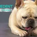 VIRBAC VEGGIEDENT FR3SH XS (15 Barras) - PetDoctors - Loja Online