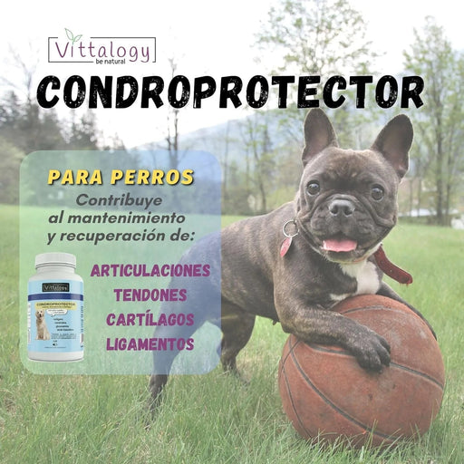 VITTALOGY Condroprotetor para cães. Anti - inflamatório natural com colagénio, condroitina, hialurónico e açafrão. Complemento alimentar para quadris, articulações e cartilagens (120 cápsulas) - PetDoctors - Loja Online
