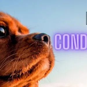 VITTALOGY Condroprotetor para cães. Anti - inflamatório natural com colagénio, condroitina, hialurónico e açafrão. Complemento alimentar para quadris, articulações e cartilagens (120 cápsulas) - PetDoctors - Loja Online