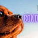 VITTALOGY Condroprotetor para cães. Anti - inflamatório natural com colagénio, condroitina, hialurónico e açafrão. Complemento alimentar para quadris, articulações e cartilagens (120 cápsulas) - PetDoctors - Loja Online