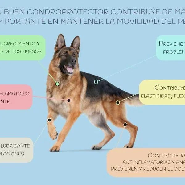 VITTALOGY Condroprotetor para cães. Anti - inflamatório natural com colagénio, condroitina, hialurónico e açafrão. Complemento alimentar para quadris, articulações e cartilagens (120 cápsulas) - PetDoctors - Loja Online