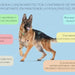 VITTALOGY Condroprotetor para cães. Anti - inflamatório natural com colagénio, condroitina, hialurónico e açafrão. Complemento alimentar para quadris, articulações e cartilagens (120 cápsulas) - PetDoctors - Loja Online