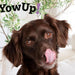 YowUp! Yogurt para cães: Snacks deliciosos naturais e saudáveis para o seu animal de estimação (6 unidades) - PetDoctors - Loja Online