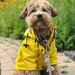 Casaco / Blusão / Gabardine Amarela Impermeável para Cães - PetDoctors - Loja Online