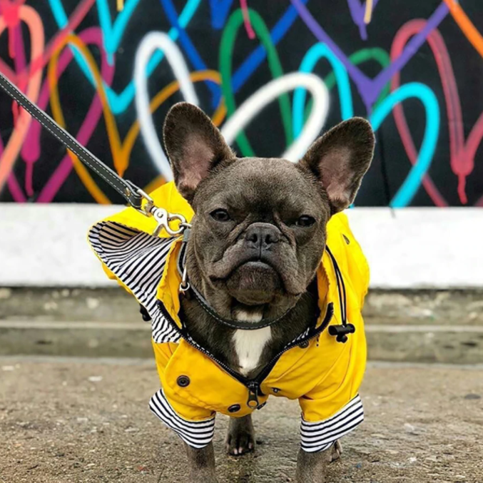 Casaco / Blusão / Gabardine Amarela Impermeável para Cães - PetDoctors - Loja Online