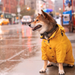 Casaco / Blusão / Gabardine Amarela Impermeável para Cães - PetDoctors - Loja Online