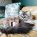 Rosemary - Vela Aromática de Alecrim 'Pet Friendly' - PetDoctors - Loja Online