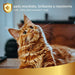 Desembaraçante e desodorizante, a seco, para gatos, 250 ml - PetDoctors - Loja Online