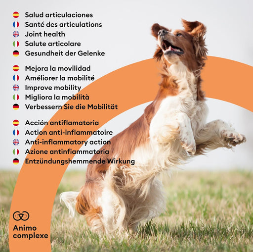 ANIMO-COMPLEXE Condroprotetor para cães, harpagófito para cães, rico em ómega 3, glucosamina, condroitina, açafrão, boswelia, MSM e Vit.E | Melhora a flexibilidade e regeneração da cartilagem - PetDoctors - Loja Online