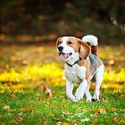 Antiparasitário interno para cães e gatos - 120 ml - solução líquida para desparasitação interna - PetDoctors - Loja Online
