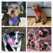 Bandana triangular ajustável para cães - PetDoctors - Loja Online