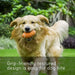 Brinquedo "Bola de Râguebi" Durável e Flutuante para Cães - PetDoctors - Loja Online