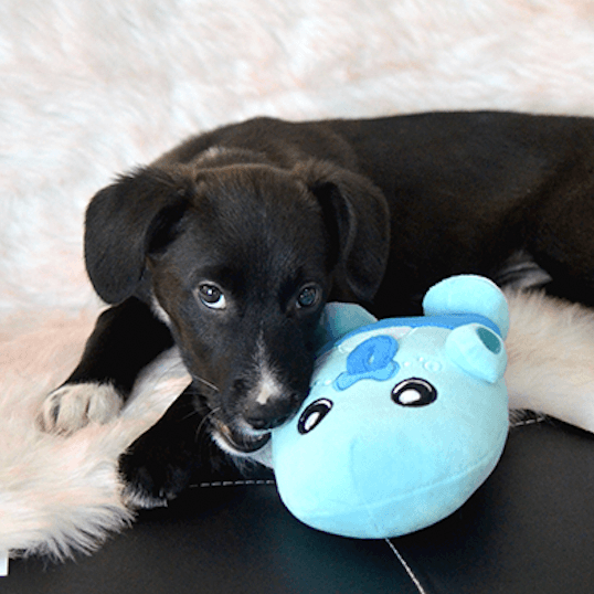 Brinquedo Fôfo - ALBU - PetDoctors - Loja Online