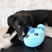Brinquedo Fôfo - ALBU - PetDoctors - Loja Online