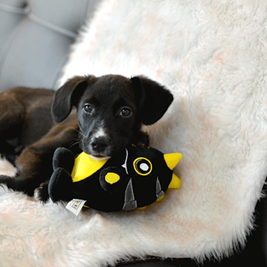 Brinquedo Fôfo - NERO - PetDoctors - Loja Online