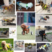 Cadeira de rodas / Andarilho Ajustável para Cães - PetDoctors - Loja Online