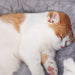 Cama / Toca para Gatos - Macia e Muito Confortável - PetDoctors - Loja Online