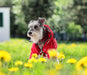 Capa de chuva para cães com fecho de correr e botões refletores, resistente ao vento e à chuva, cordão ajustável, capuz removível - PetDoctors - Loja Online