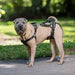 CareLift Arnês de Suporte com alça, para Cães idosos ou doentes, ajuda a levantar o corpo inteiro (PetSafe) - PetDoctors - Loja Online