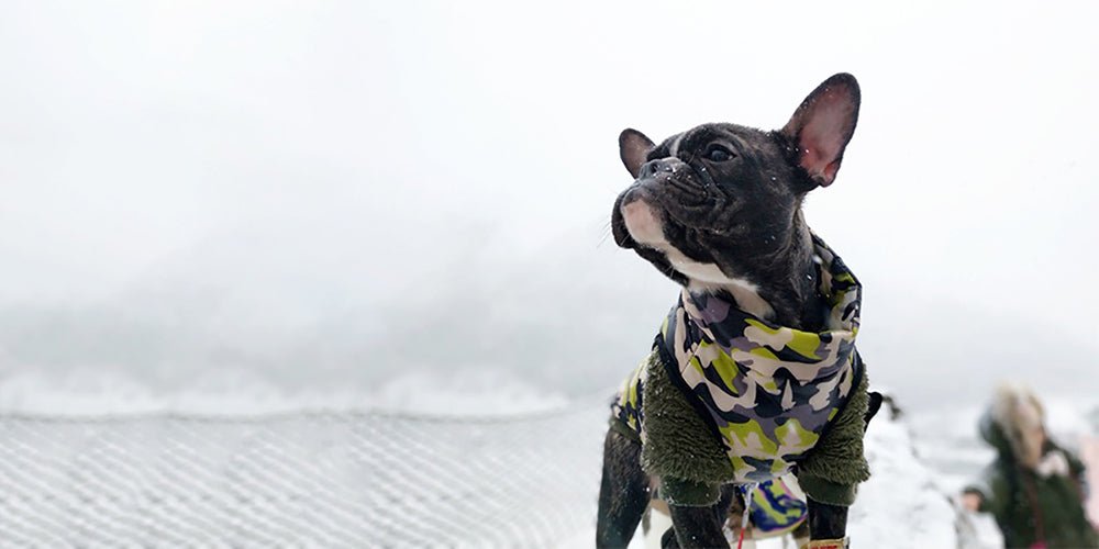 Casaco Camuflado Impermeável para Cães - PetDoctors - Loja Online