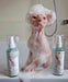 Champô Probiótico para Gatos Sphynx - 120 ml (com bomba de espuma) - PetDoctors - Loja Online